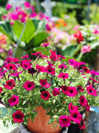 Check spelling or type a new query. Close Up Of Colorful Flowers Bloom In The Garden For Winter Season Flower Decoration Stock Photo Picture And Royalty Free Image Image 130794323