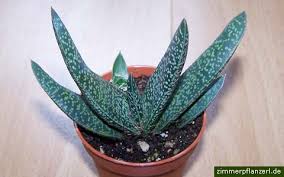 Gasterien Gasteria