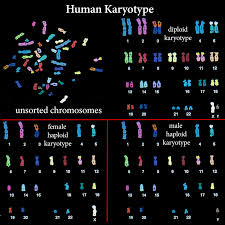 The Genetics Of Calico Cats