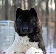 American Akita Dog Black And White Pin By Susan Lawrence On Dogs Akita Dog American Akita Akita