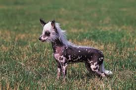 The distinct varieties are born in the same litter. Chinese Crested Breed Of Dog Britannica