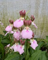 Image result for Eulophia malangana