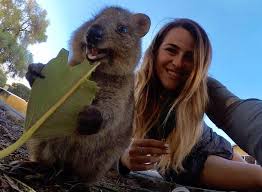 Quokkas eat their food twice Quokka 11 Facts About Australia S Cutest Animal