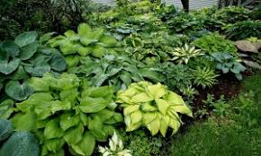 Fransen hostas, the #1 gardening and hosta plants nursery in europe.the hosta catalogue offers over 1001 hostas. What Is A Hosta And Why Should I Grow Hostas Nh Hostas