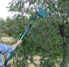 Secoueur Olive