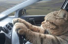Cat Driving Serious Gif Tenor Gif Keyboard Bring Personality To Your Conversations Say More With Tenor Funny Cat Videos Serious Cat Funny Cat Images