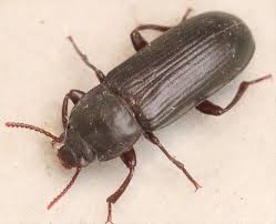 Insectes11 21