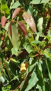 Free Red Gum Eucalyptus Leaves Stock Photo Freeimages Com
