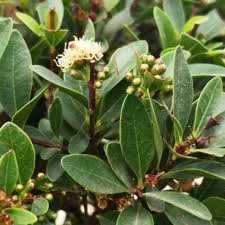 Image result for Syzygium rowlandii