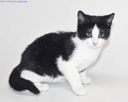 Check spelling or type a new query. Domestic Shorthair Black And White Kitten Novocom Top