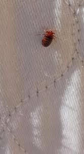 More than just pest control. Pest Control Experts Tucson Pest Removal Concerns