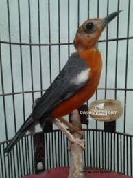 Maybe you would like to learn more about one of these? Anis Merah Macet Pasca Mabung Solusi Mandi Tanah Dari Suwandi Semarang Burungnews