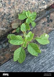 Image result for Amaranthus blitum