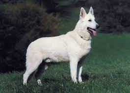 Svájci fehér juhász kölykök eladók., kutya. Svajci Feher Juhaszkutya Berger Blanc Suisse Kutya Tar