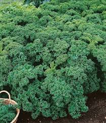 Image result for kadeřávek