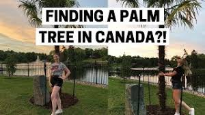 It seems halifax municipal staff weren't barking up the wrong tree when they decided to plant a number of palm trees across dartmouth last summer. Finding A Palm Tree In Nova Scotia Youtube
