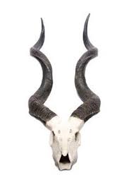 1000 Images About References Horns On Pinterest Horns Antlers Animal Skulls Animal Skeletons Animal Tattoos