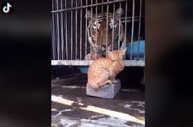 Gratis untuk komersial tidak perlu kredit bebas hak cipta. Menggertak Harimau Aksi Kucing Oren Ini Bikin Netizen Ngakak Hitekno Com