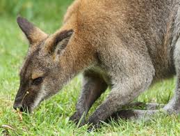 Cub, kitten, pup, calf or chick, zooborns delivers the ultimate list of baby animal names, which we continue to update. Walibi Toutes Les Informations Sur Cette Race D Autres