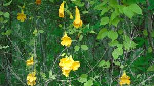 Image result for Dolichandra unguis-cati