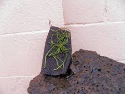 Image result for Microcoelia bulbocalcarata