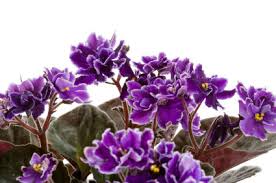 Maybe you would like to learn more about one of these? Caring For African Violets Lovetoknow