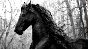 Although the conformation of the breed resembles that of a light draught horse, friesians are graceful and nimble for their size. Dark Side Friesian Horses Music Video Youtube