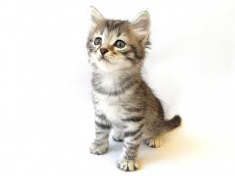 You can take your pet to a licensed veterinarian and then submit a claim to get reimbursed for issues that are covered under your pet insurance plan. Nh Fisher Cats Catswithglasses Catsuit Siberian Cat Breeders Siberian Cats For Sale Hypoallergenic Cats