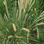 Image result for Cenchrus caudatus