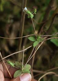 Image result for Blepharis maderaspatensis