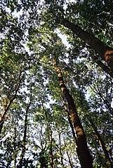 Check spelling or type a new query. Quercus Cerris Wikiwand