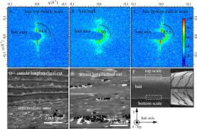Typically, this is measured in microns or micrometers. Local Structure Of Human Hair Spatially Resolved By Sub Micron X Ray Beam Scientific Reports