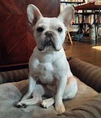 Places anaheim, california pet servicepet breeder french bulldog puppies los angeles. Mailer The French Bulldog French Bulldog Blue French Bulldog Puppies French Bulldog Puppies