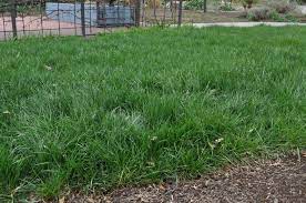 Across its several hundred different species, fescue has proven a durable and adaptable grass variety that. Bonsai Dwarf Tall Fescue