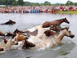 The True Story Of Misty Of Chincoteague The Pony Who Stared Down A Devastating Nor Easter History Smithsonian Magazine