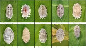 Image result for scale on plant