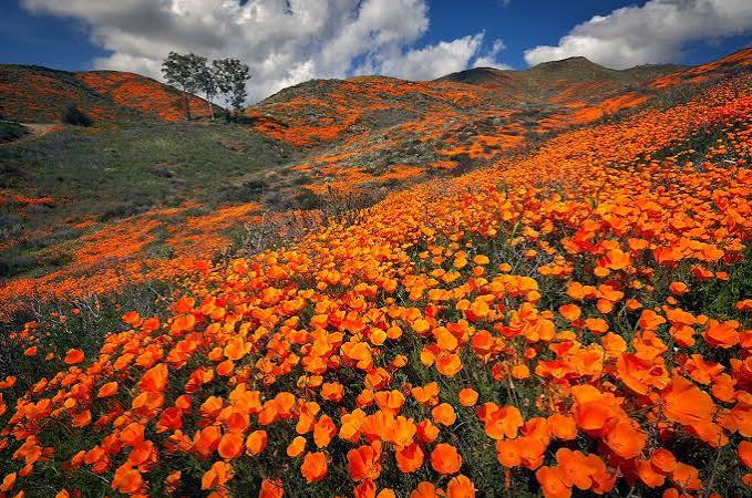 What is a super bloom? | Desert, Springtime, California, Atacama, & Facts |  Britannica