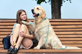 A service dog for anxiety will be specifically trained to assist anxiety sufferers with a range of tasks, in addition to being a loyal friend. Top 10 Best Psychiatric Service Dog Breeds Petguide