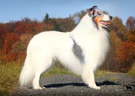 http www lugaru eu studs eng html rough collie collie best dogs