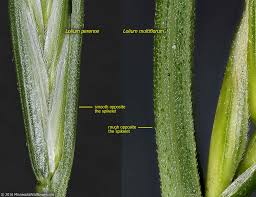 Image result for Lolium multiflorum