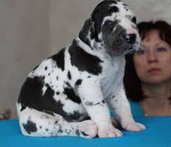 This purebred great danepuppy (blu) is adorable, smart, loyal and akc registered. Viewing Gallery For Black And White Great Dane Puppies For Sale White Great Dane Great Dane Great Dane Puppy