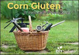 Since corn gluten meal in different usage and different production process has different nutritional ingredients, it directly affects the effective availability and economic benefit of feed formula. Natural Weed Killer Kill And Suppress Weeds Naturally With Corn Gluten