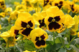 The most common yellow blue bouquet material is cotton. Best Yellow Annual Flowers For Your Garden Hgtv