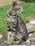 Oriental Shorthair Teeth
