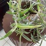 Image result for Cyanotis lanata