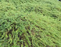 Image result for Xerophyta kirkii