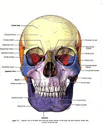 While telling the exact number of bones in the human body, this bodytomy article also describes the main types and distribution of bones in the body. Bones Of Head Picture Human Anatomy Body Human Body Anatomy Anatomy Bones Face Images