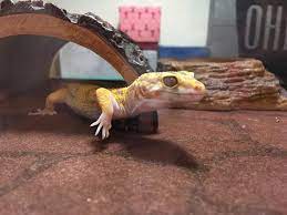 A Leopard Gecko Goes Out From His Hide Leopard Gecko Leopard Gecko Hide Gecko