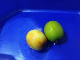 Kulit buah bidara adalah licin, berkilat, nipis tetapi padat. Khasiat Buah Bidara Yang Sedap Cerita Ita
