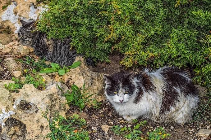 День бездомних котів